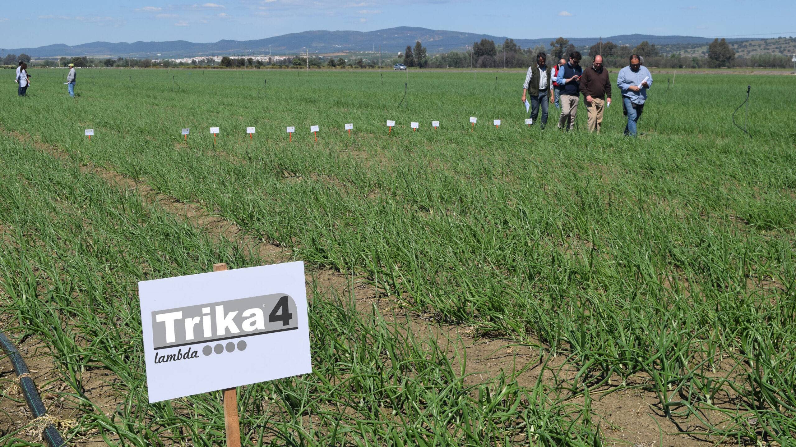 sipcam trika|SIPCAM Brocoli